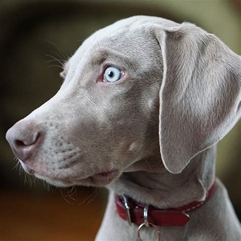 Weimaraner Blue Eyes