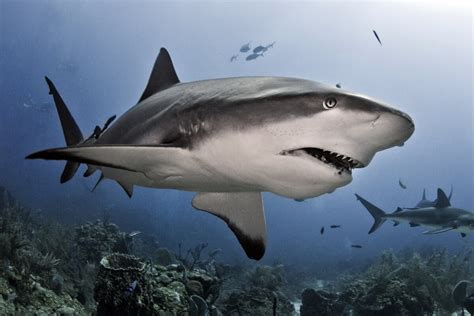 Shark Movement | HowStuffWorks