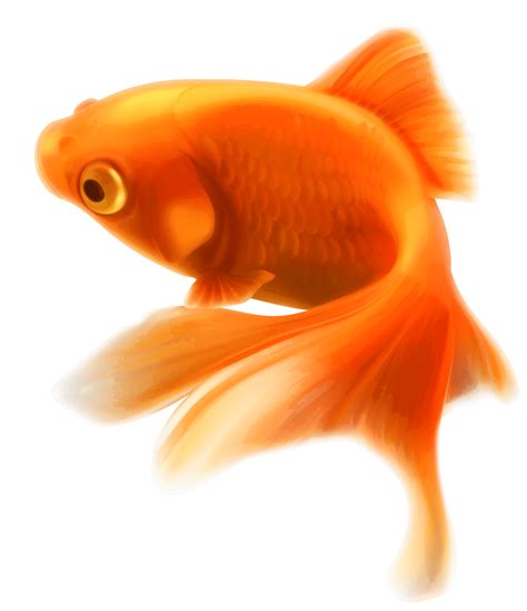 Poisson rouge PNG transparents - StickPNG