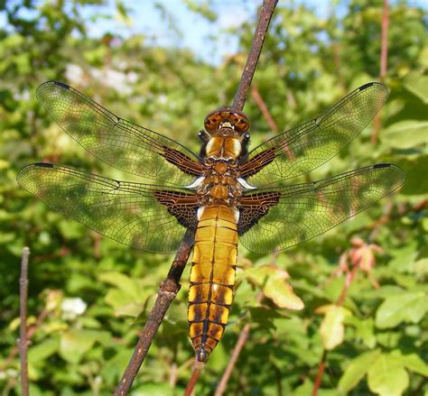 Welcome To Dragonfly Habitat – Animal Encyclopedia