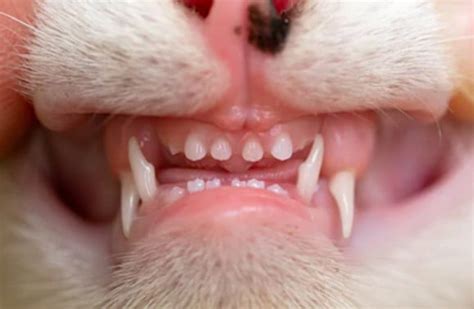 Pet Dental Care: How (and When) Do Cats Lose Baby Teeth?