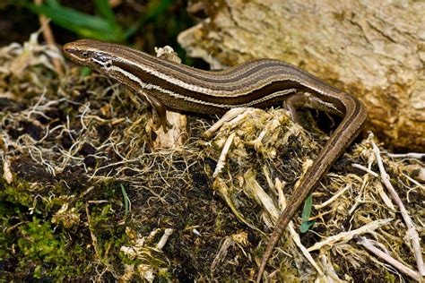 Southern grass skink (Riverton) | At Riverton, Southland, NZ… | Flickr