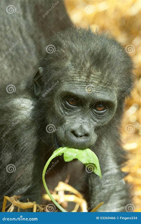 Baby lowland gorilla stock photo. Image of congo, hunted - 53269466