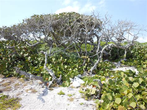 Beach plants | Plants, Beachy, Beach