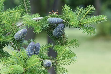 wallpaper pine needles, pine cones, tree HD : Widescreen : High ...