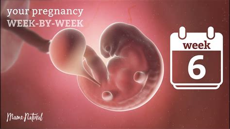 6 Weeks Pregnant - Natural Pregnancy Week-By-Week - YouTube