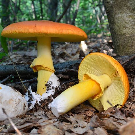 Amanita Caesarea: The Edible Caesar's Mushroom - Mushroom Appreciation