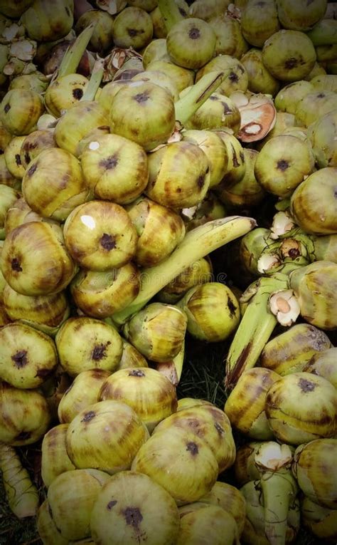 Fresh Palmyra Palm or Toddy Palm Fruit at Market. Stock Image - Image of view, testy: 186162687