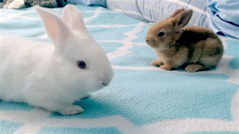 Baby Bunny Playdate: The Life and Death of Rabbits - YouTube