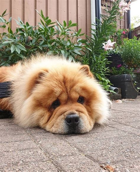 14 Fluffy Pictures Of Chow Chow | Chow chow, Fluffy animals, Chow chow dogs