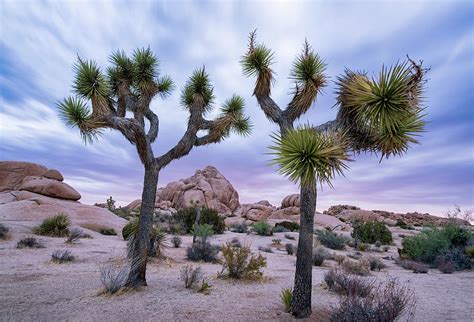 Two Joshua Trees at Sunrise in Joshua Tree National Park Photograph by Dave Dilli | Fine Art America