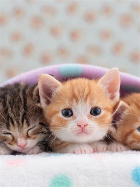 Kittens (Lying, Face, Tabby & Red) Cat Wallpaper