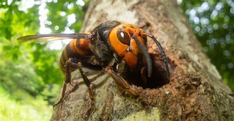 Japanese Giant Hornet Nest