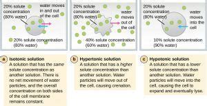 Isotonic vs. Hypotonic vs. Hypertonic Solution | Nursing school survival, Nursing school notes ...