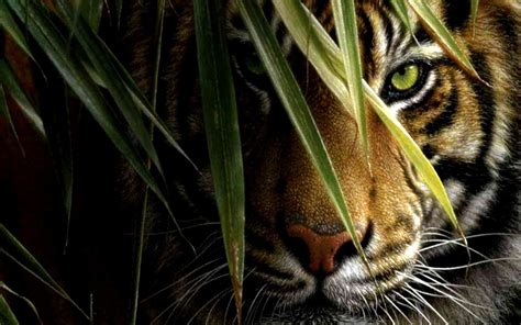 Tiger Wallpaper Hd 1080p