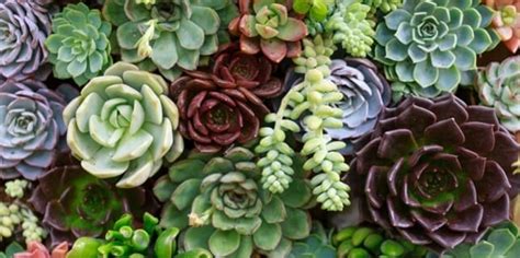 How to Grow Succulents from Seeds: Easy Steps! - Grow Your Yard