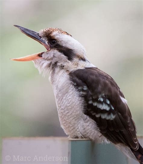 Laughing Kookaburra Calls | Wildlife Sounds by Wild Ambience