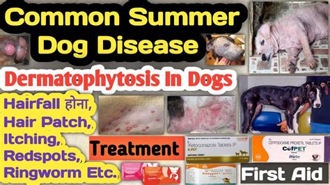 dermatophytosis in dogs/cats || ringworm in dogs || summer disease in ...