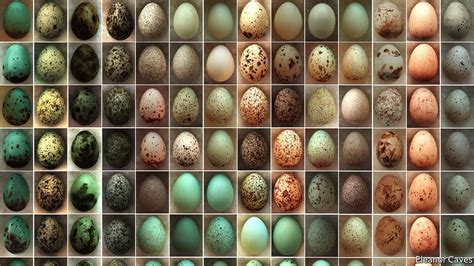 The value of old egg collections: How the eggshell got its spots | The ...