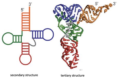 RNA secondary and tertiary structure