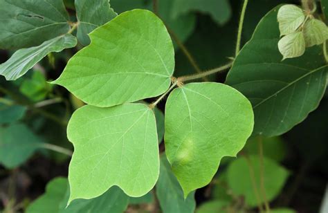 Kudzu Plant: Invasiveness & Identification