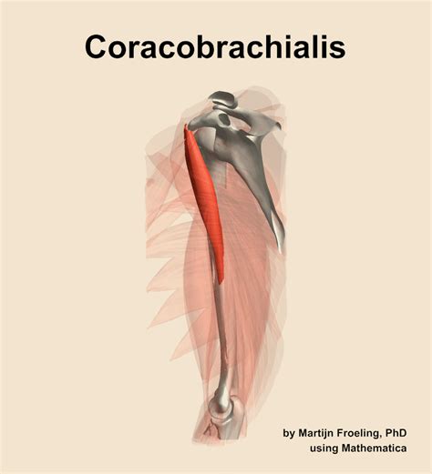 The coracobrachialis muscle of the arm