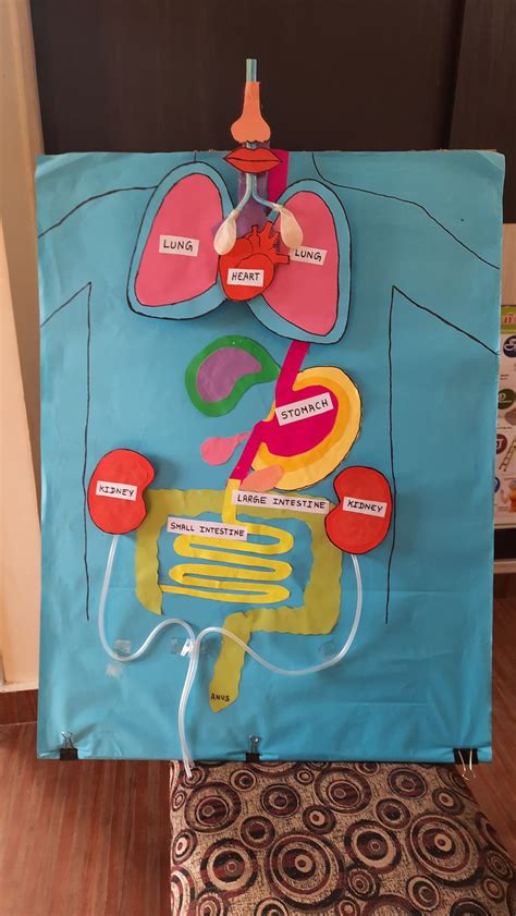 Human body project model | Human body projects, Digestive system model ...