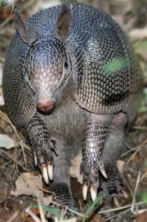 Armadillos more unusual animals of the world | Amazon rainforest ...