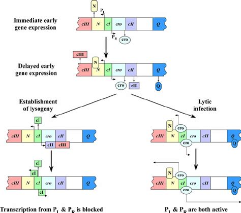 Lytic cycle and lysogeny of phage lambda. N protein (antiterminator)... | Download Scientific ...