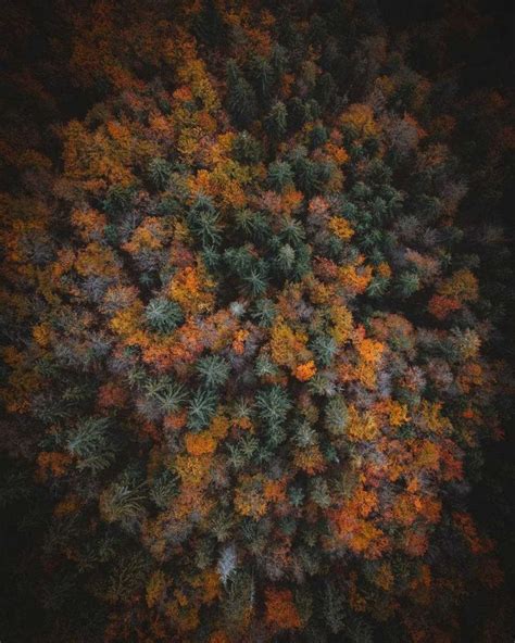 an aerial view of trees in autumn