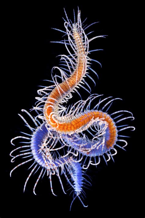 Astounding photos of marine worms, some previously unknown to science | Earth | EarthSky