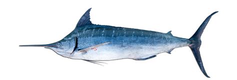 Blue Marlin Sampling » NCFishes.com