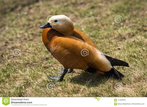 Duck Mandarin Duck in a Natural Habitat Stock Photo - Image of beautiful, wing: 114849912