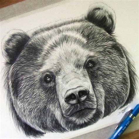 Bear Drawing by LethalChris on DeviantArt