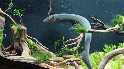 Georgia Aquarium opens electric eel exhibit - Atlanta Business Chronicle