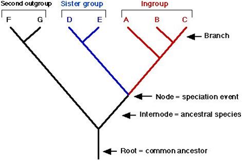 synapomorphy vs symplesiomorphy - Google-søgning | Evolution ...