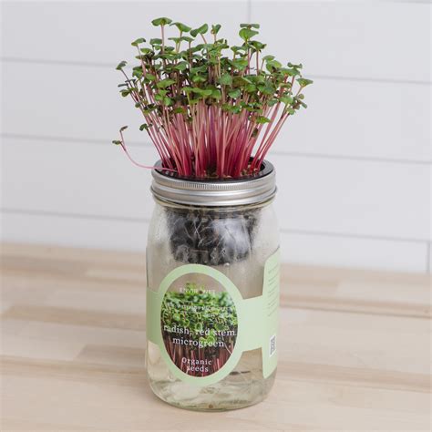 Hydroponic Microgreens Growing Kit - Self Watering Mason Jar Growing ...