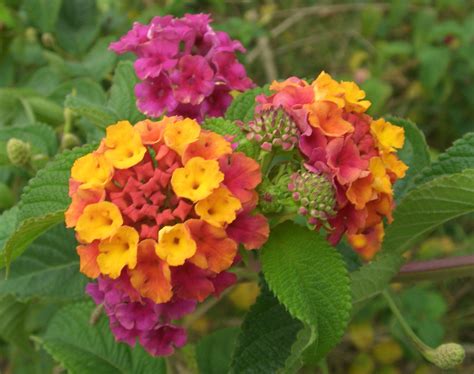 File:Lantana camara flowers 2.JPG