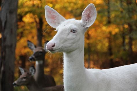 Albino Deer In Autumn Photograph by Theresa Meegan