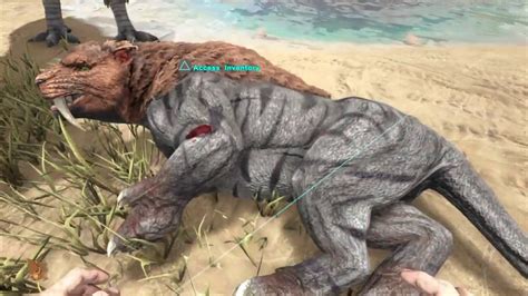 How to tame a Sabertooth in Ark - YouTube