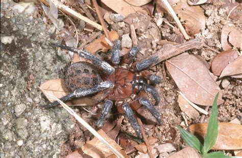 Spider origins - The Australian Museum