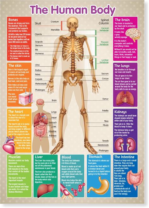 A3 Laminated Human Body Skeleton Educational Poster: Buy Online at Best Price in Egypt - Souq is ...