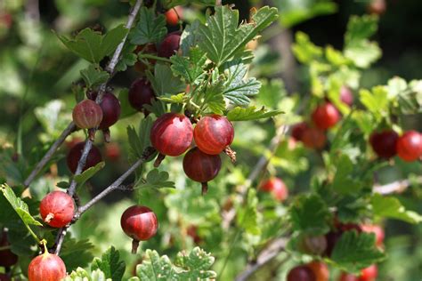 Triumphant Gooseberries – Food Gardening Network