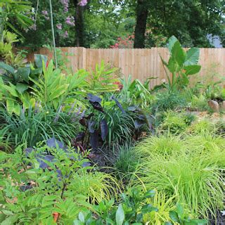 The Rainforest Garden: 7 Ways to Fix an Ugly Garden with Plants