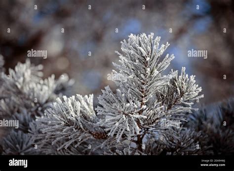 Winter in Lithuania Stock Photo - Alamy