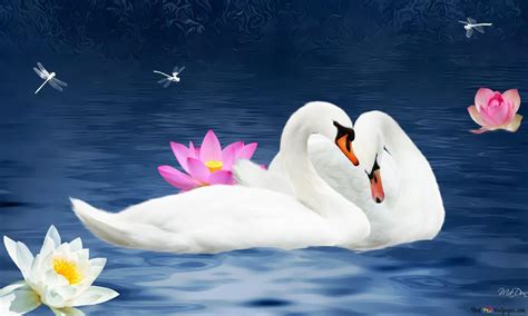 Swans in Love HD wallpaper download