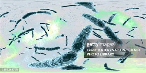 Lactobacillus Bacteria Illustration High-Res Vector Graphic - Getty Images