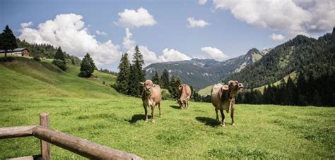 Austrian Cheese in Europe: A Longstanding History With Outstanding ...