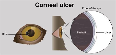 Eye ulcers (corneal ulcers) in dogs - PDSA