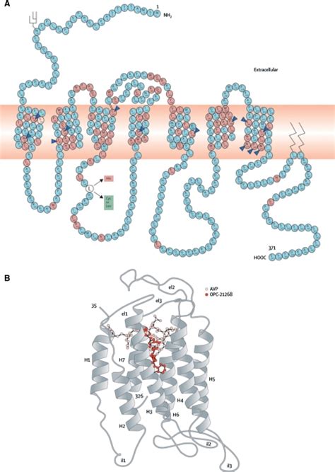 The vasopressin V2-receptor, vasopressin, and a non-peptide vasopressin ...